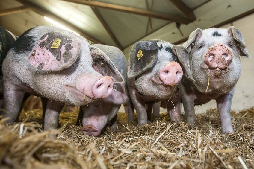 Grower pigs enjoying a fresh supply of straw. The animals in the picture are not part of this study. Photo: Ronald Hissink