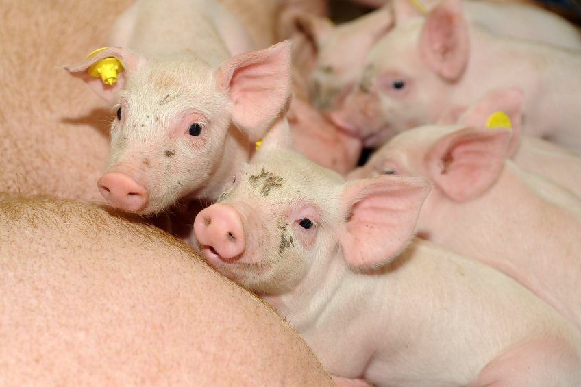 An infrared camera can measure if the sow has fever without disturbing her. This method can assist in detecting illness in the sow at an early stage, thereby saving piglet lives.
