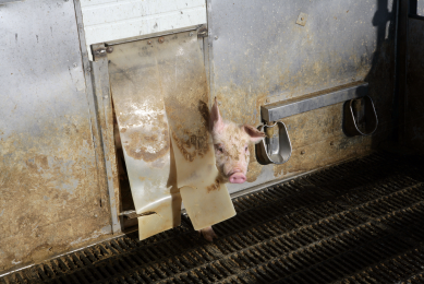 Heat stress likely to limit pig production