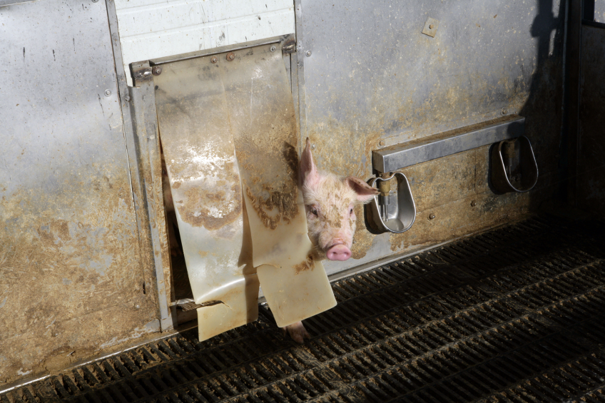 Heat stress likely to limit pig production