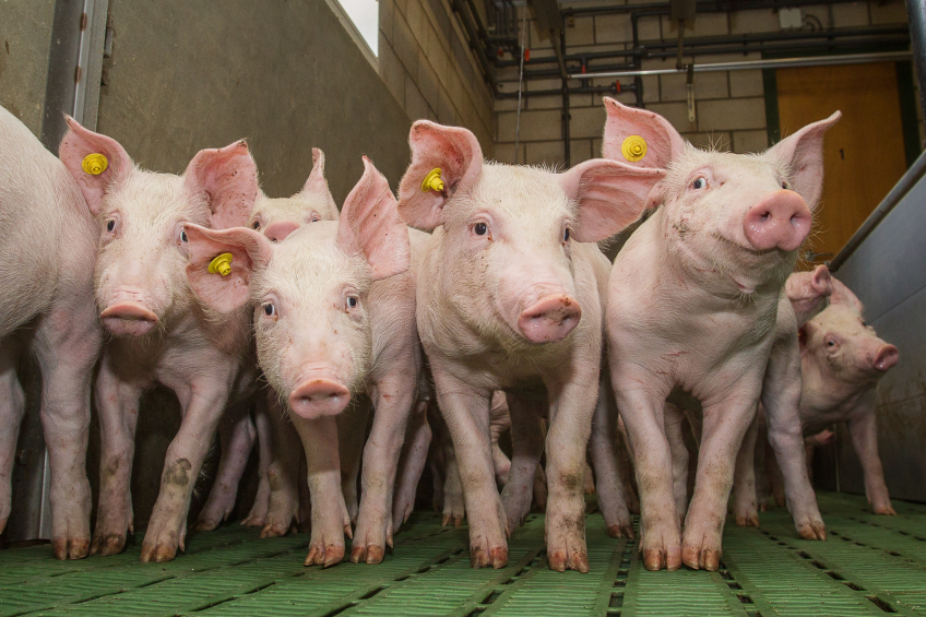 Studies are showing that optimising feed intake of vitamin D can boost piglet immunity in a number of different ways. [Photo: Peter Roek}