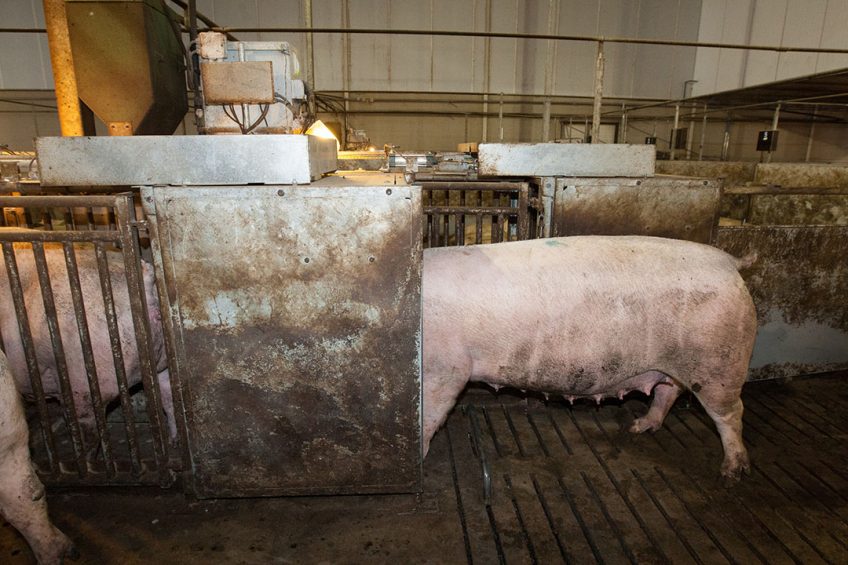 A sow entering an Electronic Sow Feeding station.  Photo: Ronald Hissink