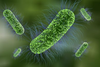 Pathogenic E.coli produce destructive toxins that cause serious disease, especially in post-weaned pigs. Photo: Shutterstock