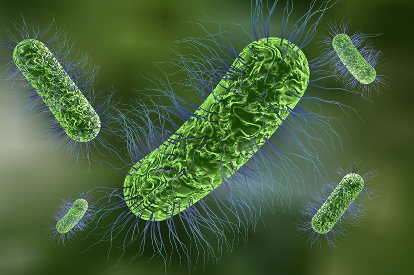 Pathogenic E.coli produce destructive toxins that cause serious disease, especially in post-weaned pigs. Photo: Shutterstock