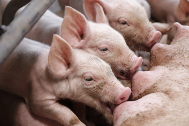 Exploring the fragility of a piglet's gut. Photo: Aumsama