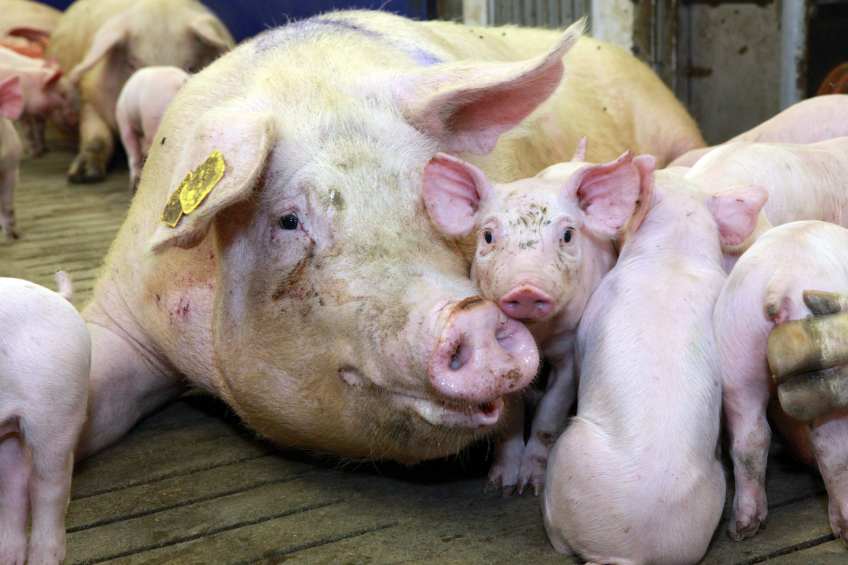 ‘Collaboration drives pig health and welfare progress’