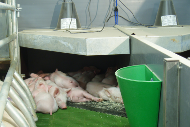 An intelligent canopy in action. In case the light is out, the system sensor (next to the light on top) registers sufficient piglet body temperatures.