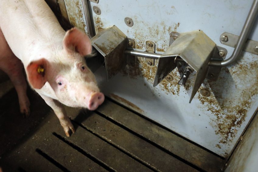 Antibiotic usage in Dutch pigs dropped by 1.9% in 2017. Photo: Bert Jansen