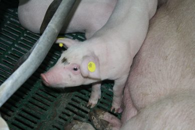 A piglet on a Romanian farm. Photo: Vincent ter Beek