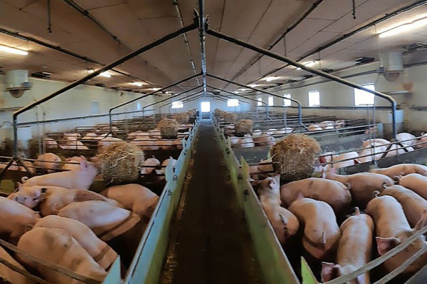 Danish finisher pigs on liquid feed in the trial. - Photo: Dr Katarina Nielsen Dominiak