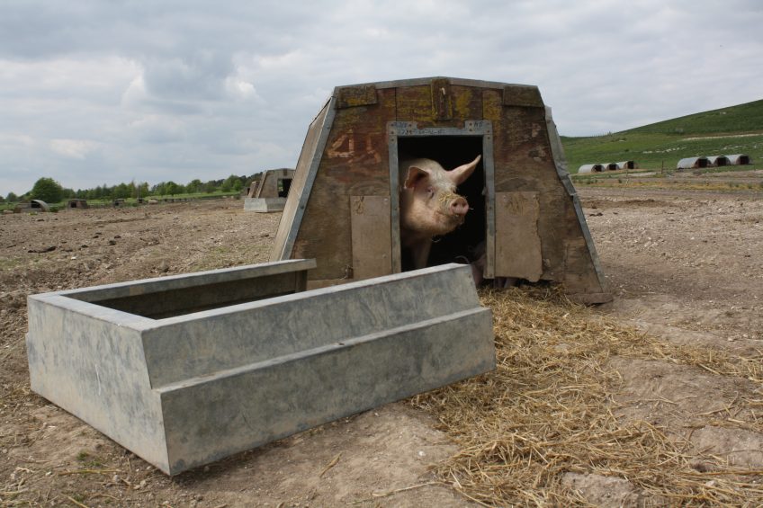 Organic pigs usually have outdoor space at their disposal. Photo: Vincent ter Beek