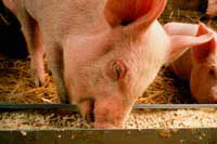 Russia to build large feed mill to meet pig feed demands