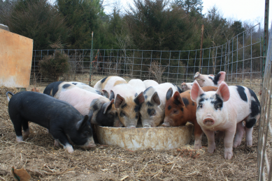 The newly weaned piglets are being kept in a separate pen for about one week before joining the other grow-finishers.