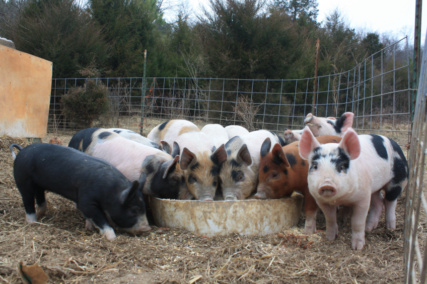 The newly weaned piglets are being kept in a separate pen for about one week before joining the other grow-finishers.