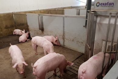 How to align feed and the pigs' genetic predisposition? At Wageningen Livestock Research, scientists wanted to find an answer. - Photo: WUR