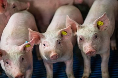 Just-weaned piglets have been observed to benefit from dietary folic acid supplementation. - Photo: Bert Jansen