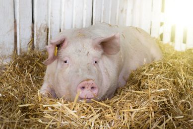 A Large White sow   this breed is currently part of trials to create more heat-resistant animals. Photo: Budimir Jevtic