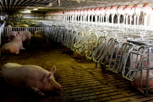 STUDY: Group housing no impact on sow behaviour, health