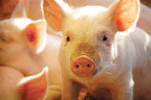 Sodium butyrate in weaning piglets  diets aids gut health