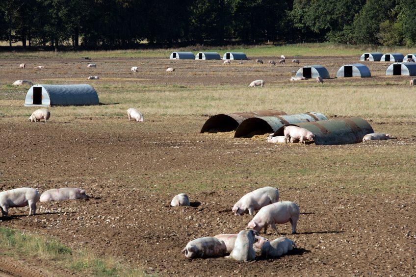 Outdoor pig farming is big in the UK. About 40% of British sows are kept in the fields. Photo: Henk Riswick