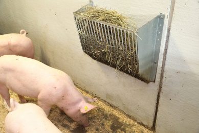 Pig welfare is considered important in Finland. Providing straw can help prevent tail biting. Photo: Henk Riswick
