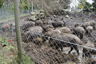 The Korpikarju farm currently has 150 wild boar at an area of 2 hectares. - Photo: Matti Turtiainen