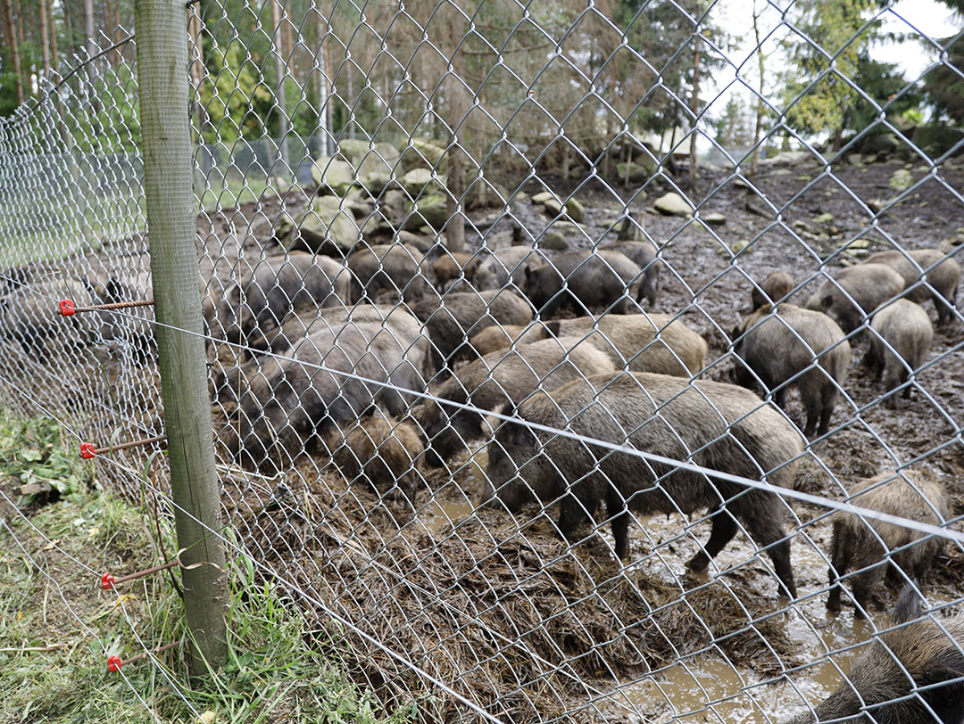 Farming wild boar in times of ASF - Pig Progress