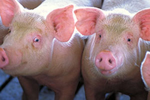 Pig houses - Less proteins, less ammonia