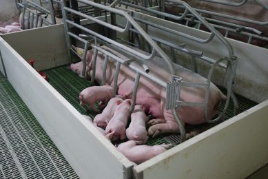 Danes identify causes of sow mortality. Photo: Ronald Hissink