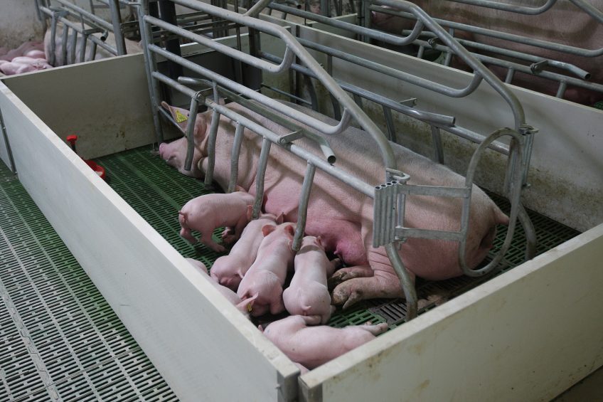 Danes identify causes of sow mortality. Photo: Ronald Hissink