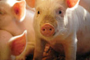 Study: Alternative animal protein sources for weanling pigs