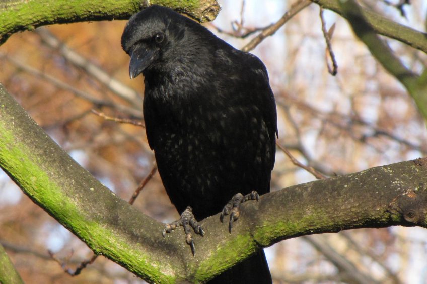 Crows may help spread swine dysentery. Photo: Wikipedia