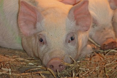 Probiotics in creep feed for piglets  Photo: Chr. Hansen