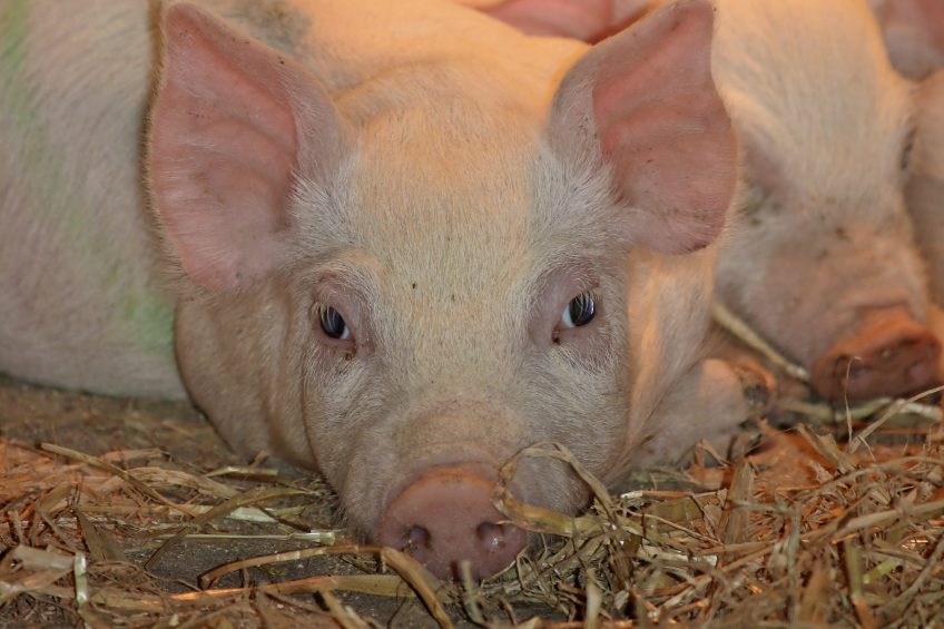 Probiotics in creep feed for piglets  Photo: Chr. Hansen