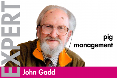 John Gadd, pig management