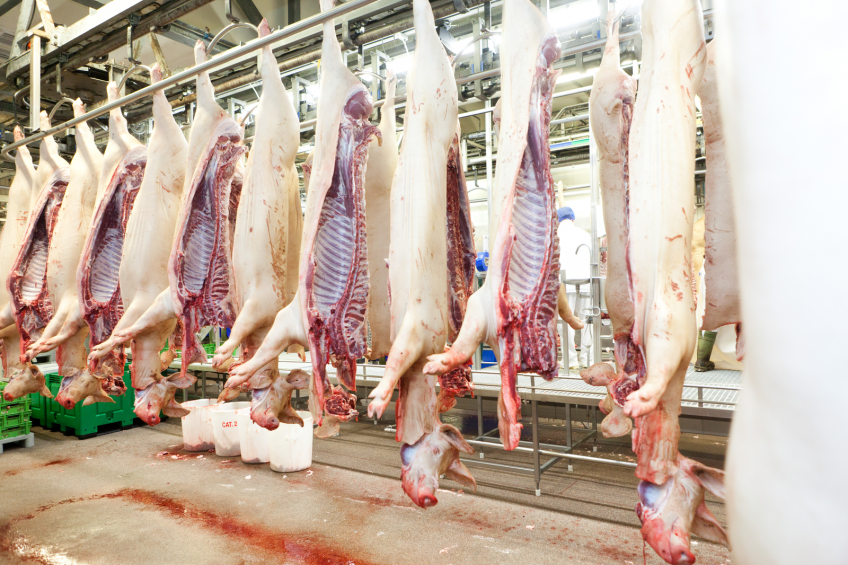 Russia sees strong increase in pork production