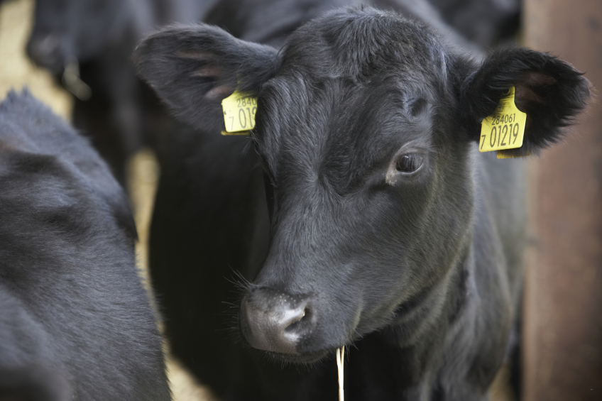 Prebiotics usage in livestock: What is next?