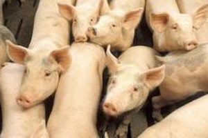 Tyson ends contract with pork supplier abusing pigs