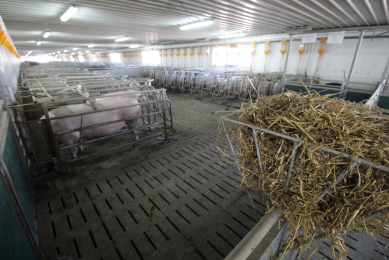 It looks Danish, but it is in China: gestating sows in group housing with straw racks at their disposal.<br />[Photo: Vincent ter Beek]
