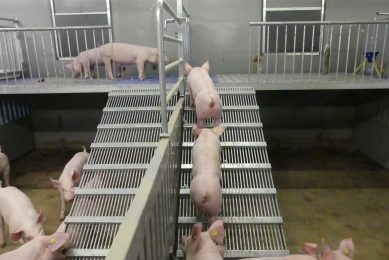 One of the plateaus that are on show in the new Sterksel facility. The steps make sure that the pigs can easily walk upwards. Photo: WUR