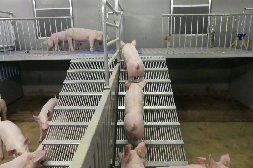 One of the plateaus that are on show in the new Sterksel facility. The steps make sure that the pigs can easily walk upwards. Photo: WUR