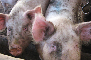 US: Pig producers advised to not expand operations