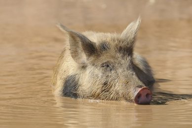 Sweden worried about radioactive wild boars