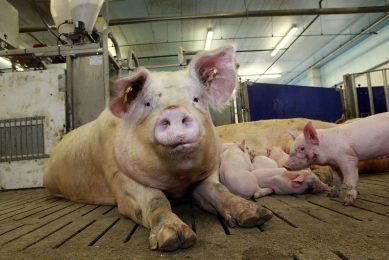 A sow in a group housing facility during lactation in Germany. Photo: Henk Riswick