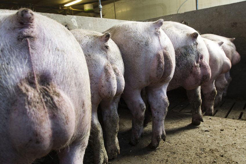A farm keeping its male pigs entire. - Photo: Ronald Hissink