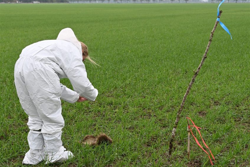 A veterinarian photographs the discovery of a wild boar carcass this Saturday in Märkisch Oderland district. - Photo: Bernd Settnik/dpa-Zentralbild/dpa