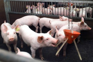 At this pig farm, a plastic chewing toy is being used to avoid tail biting