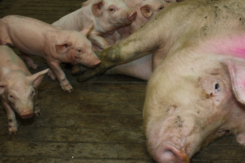 Mexicans study effect of additives on lactating sows