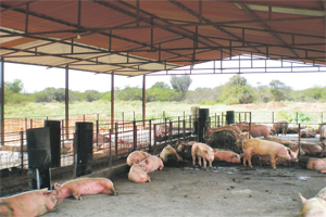 Venezuela s pig industry after 14 years of socialism