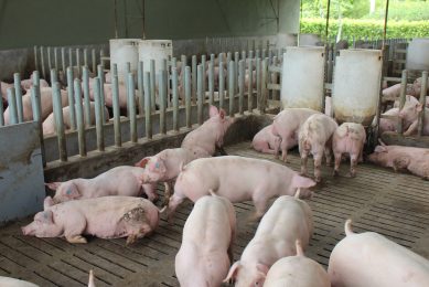 Finisher pigs at HoCoTec farm in Colombia. Photo: Vincent ter Beek